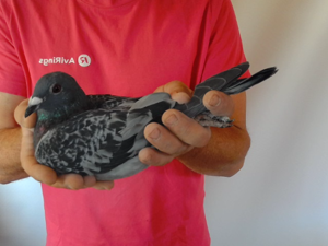 Pigeon image