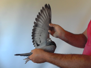 Pigeon image