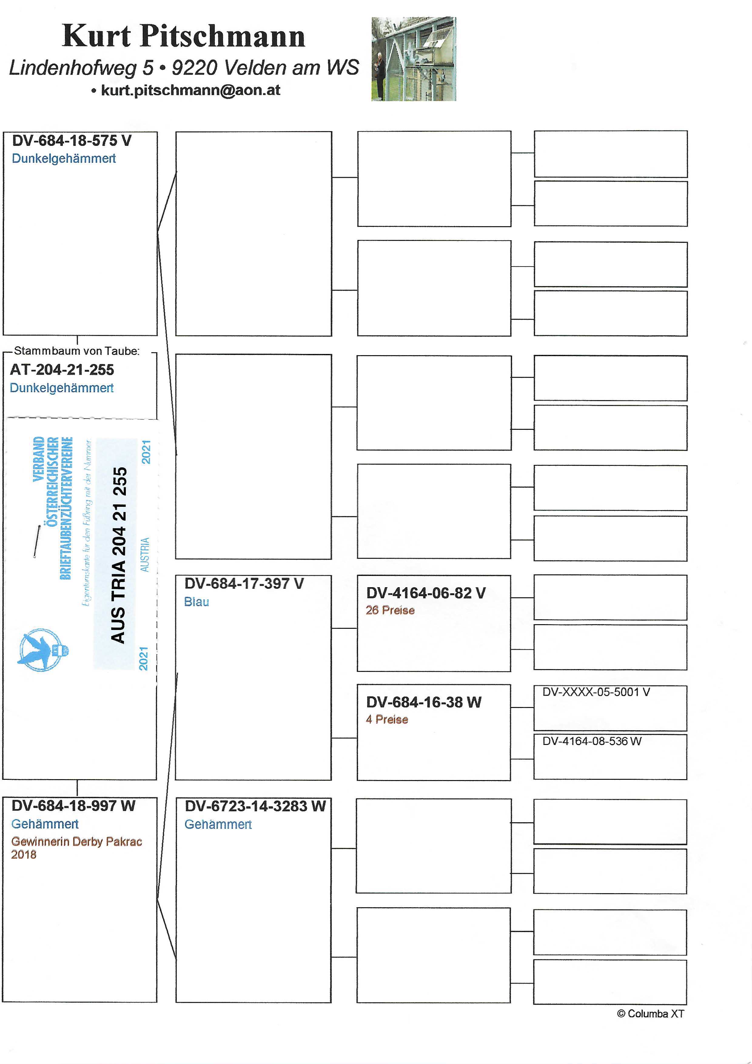Pigeon pedigree image
