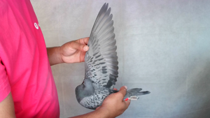 Pigeon image