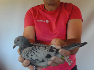 Pigeon image