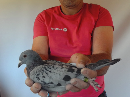 Pigeon image