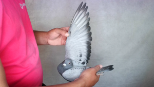 Pigeon image