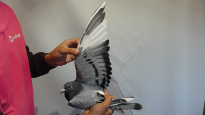 Pigeon image