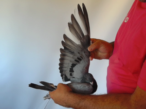 Pigeon image