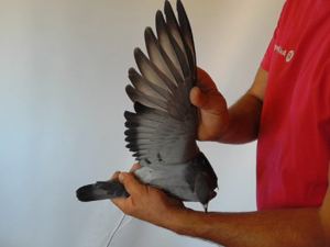Pigeon image
