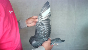 Pigeon image