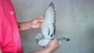 Pigeon image