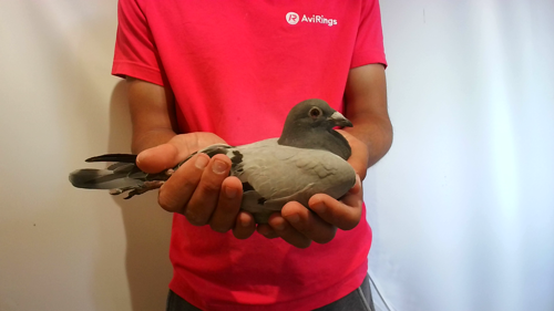 Pigeon image