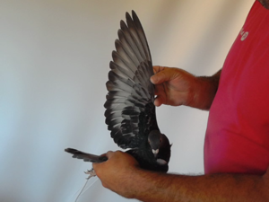 Pigeon image