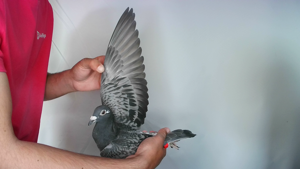 Pigeon image