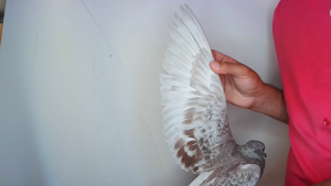 Pigeon image