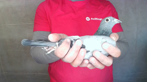 Pigeon image