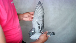 Pigeon image