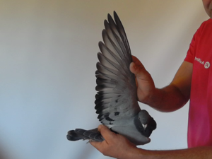 Pigeon image