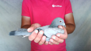 Pigeon image