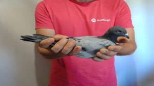 Pigeon image