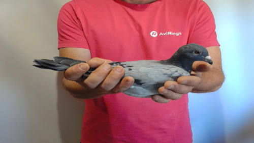 Pigeon image