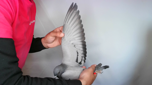 Pigeon image