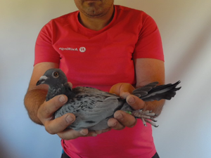 Pigeon image
