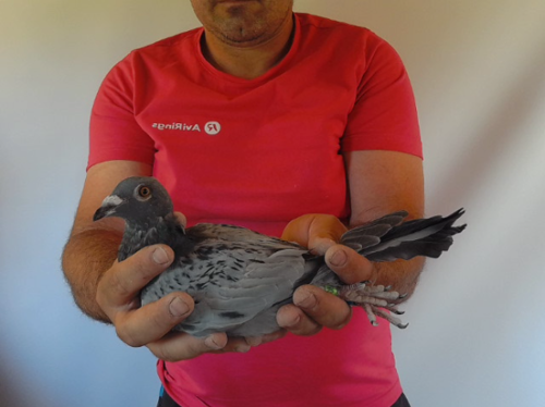 Pigeon image