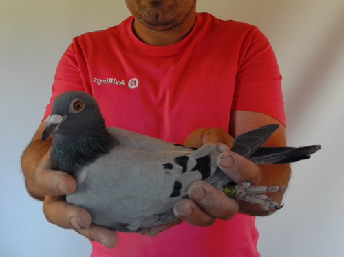 Pigeon image