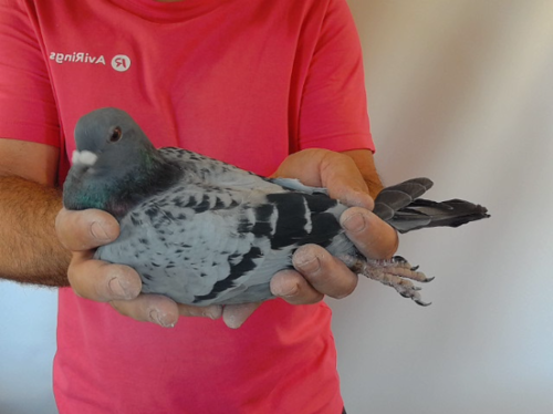 Pigeon image