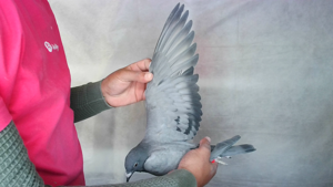 Pigeon image