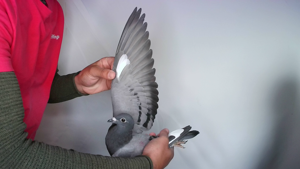 Pigeon image