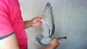 Pigeon image