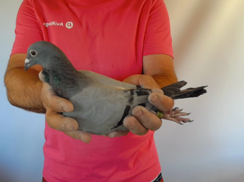 Pigeon image