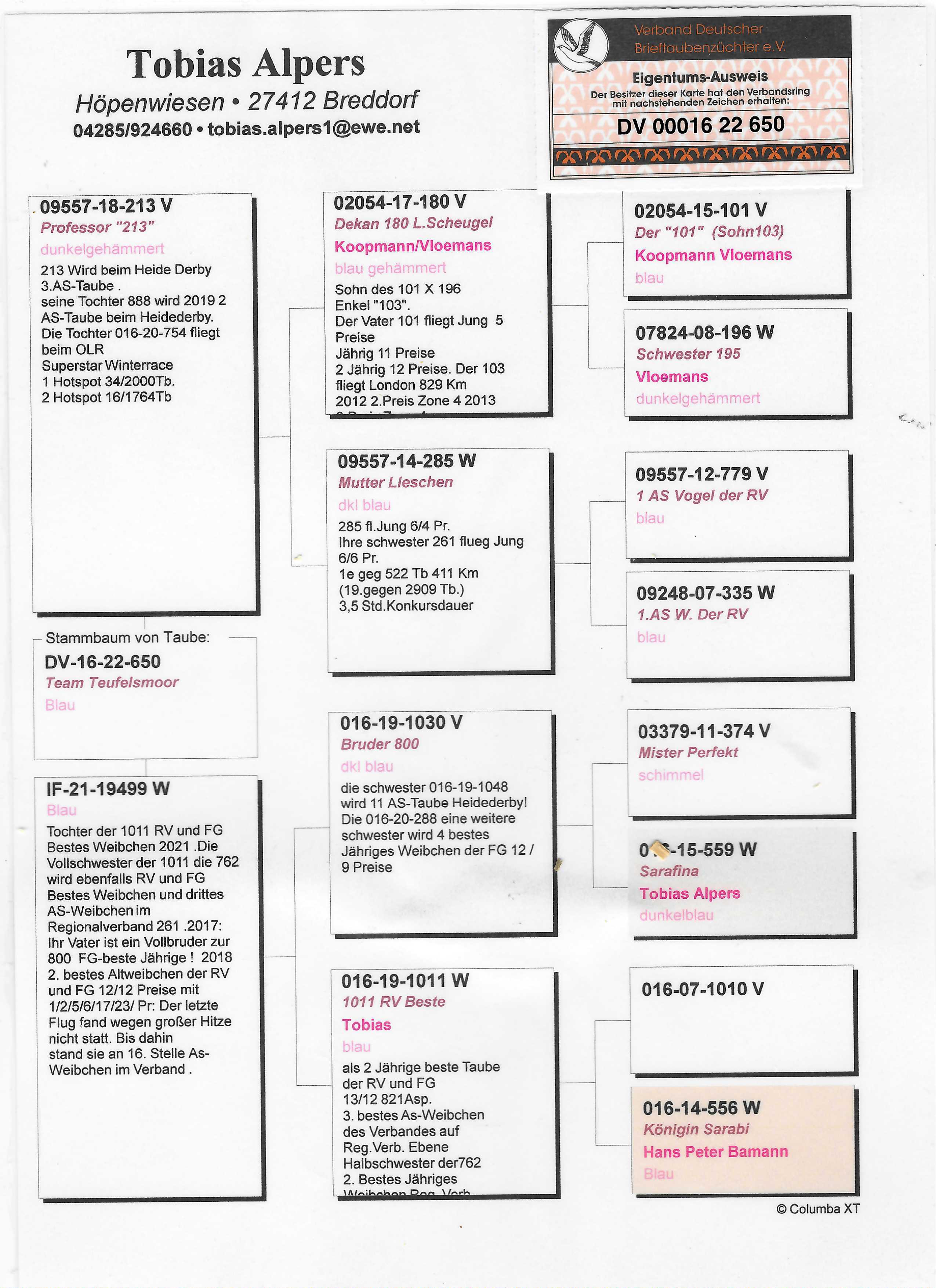 Pigeon pedigree image