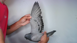 Pigeon image