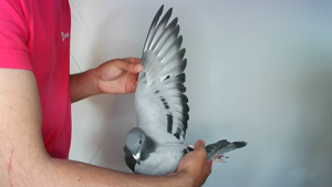 Pigeon image