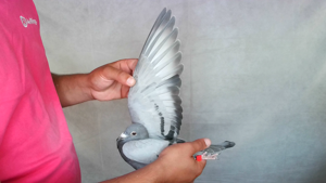 Pigeon image
