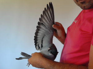 Pigeon image