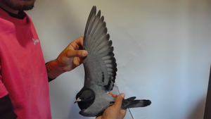 Pigeon image