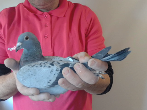Pigeon image