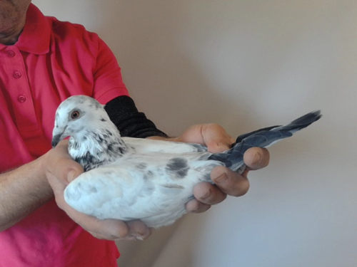 Pigeon image