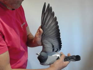 Pigeon image