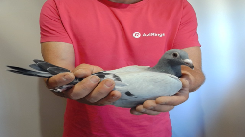 Pigeon image