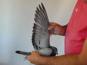 Pigeon image