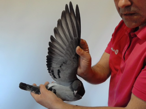 Pigeon image