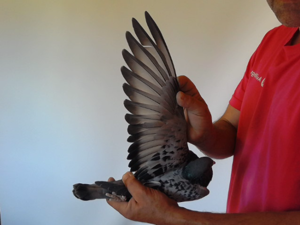 Pigeon image