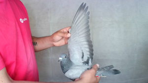 Pigeon image