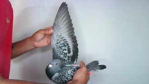 Pigeon image