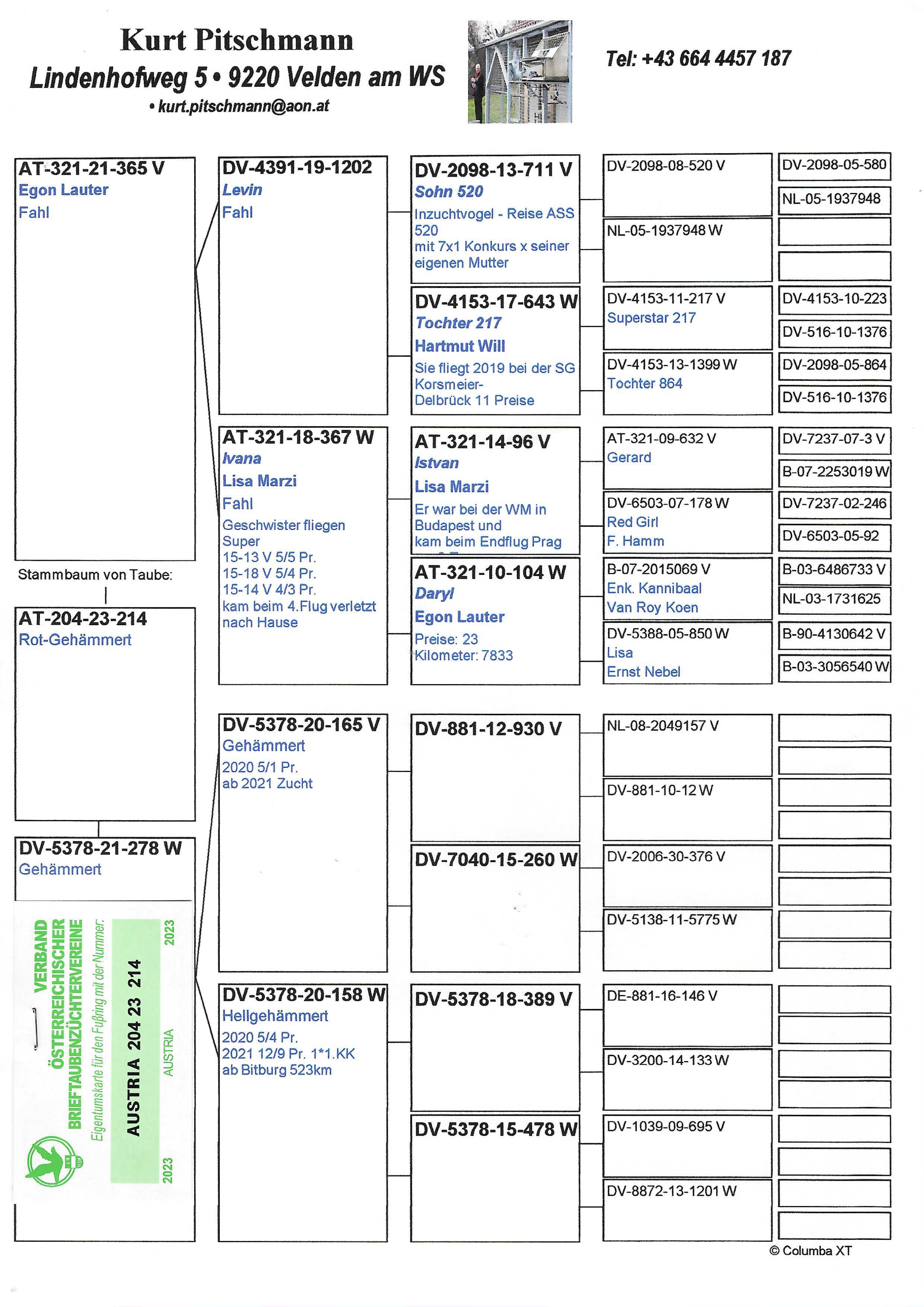 Pigeon pedigree image