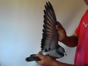 Pigeon image