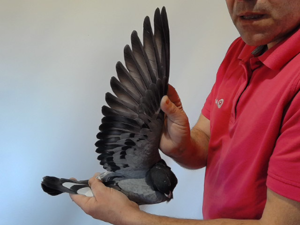 Pigeon image