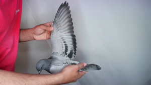 Pigeon image